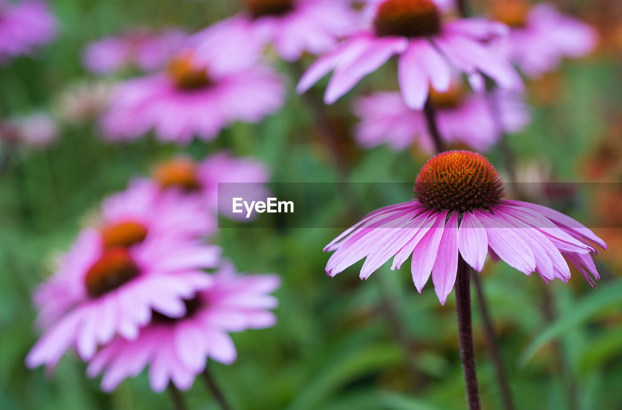 Close-up of coneflowers blooming