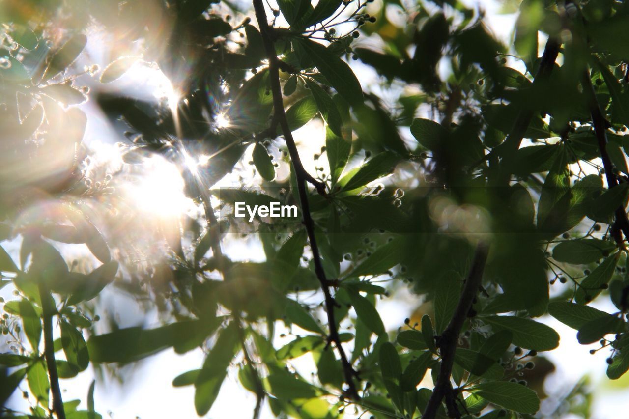 Close-up of leaves against sunlight