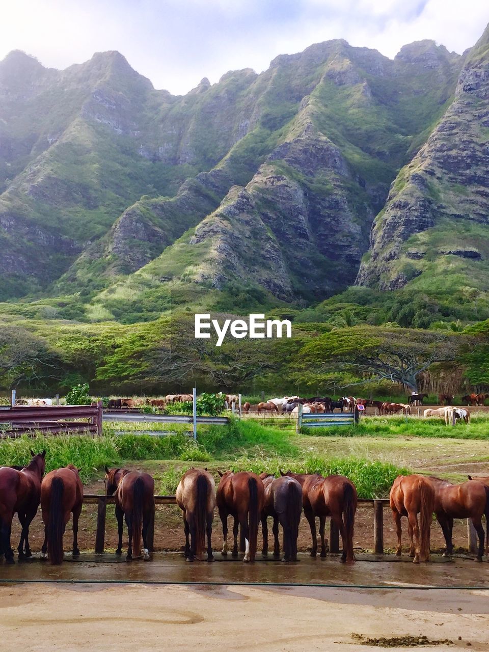 HORSES GRAZING ON LANDSCAPE