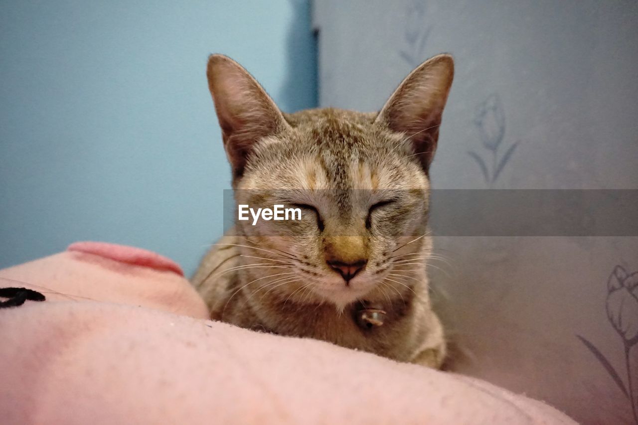 CLOSE-UP OF CAT ON BLANKET