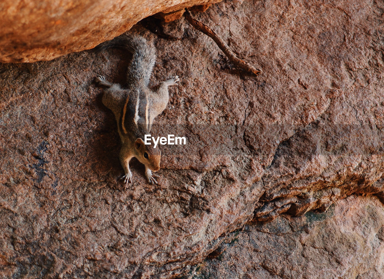 High angle view of chipmunk on rock formation