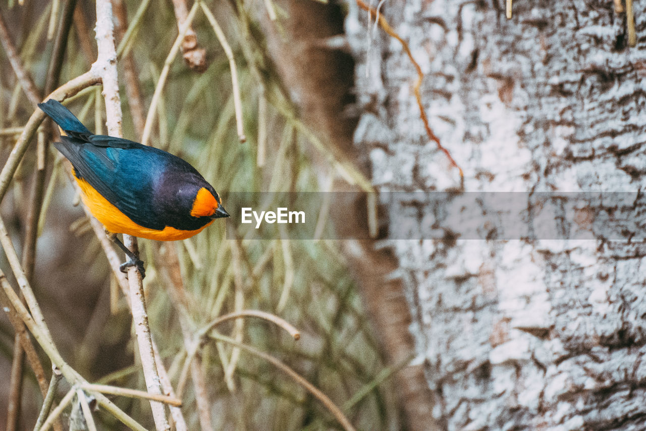 CLOSE-UP OF BIRD PERCHING ON BRANCH