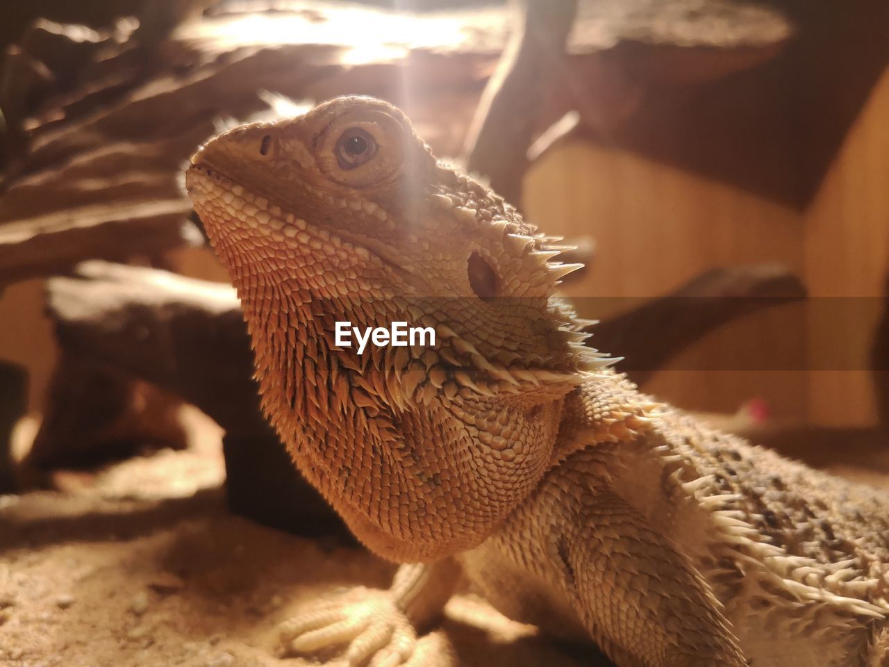 Close-up of a lizard