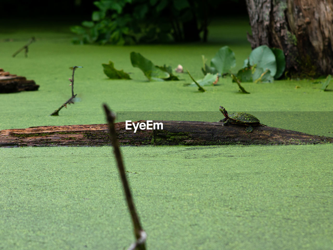 View of a turtle in a swamp