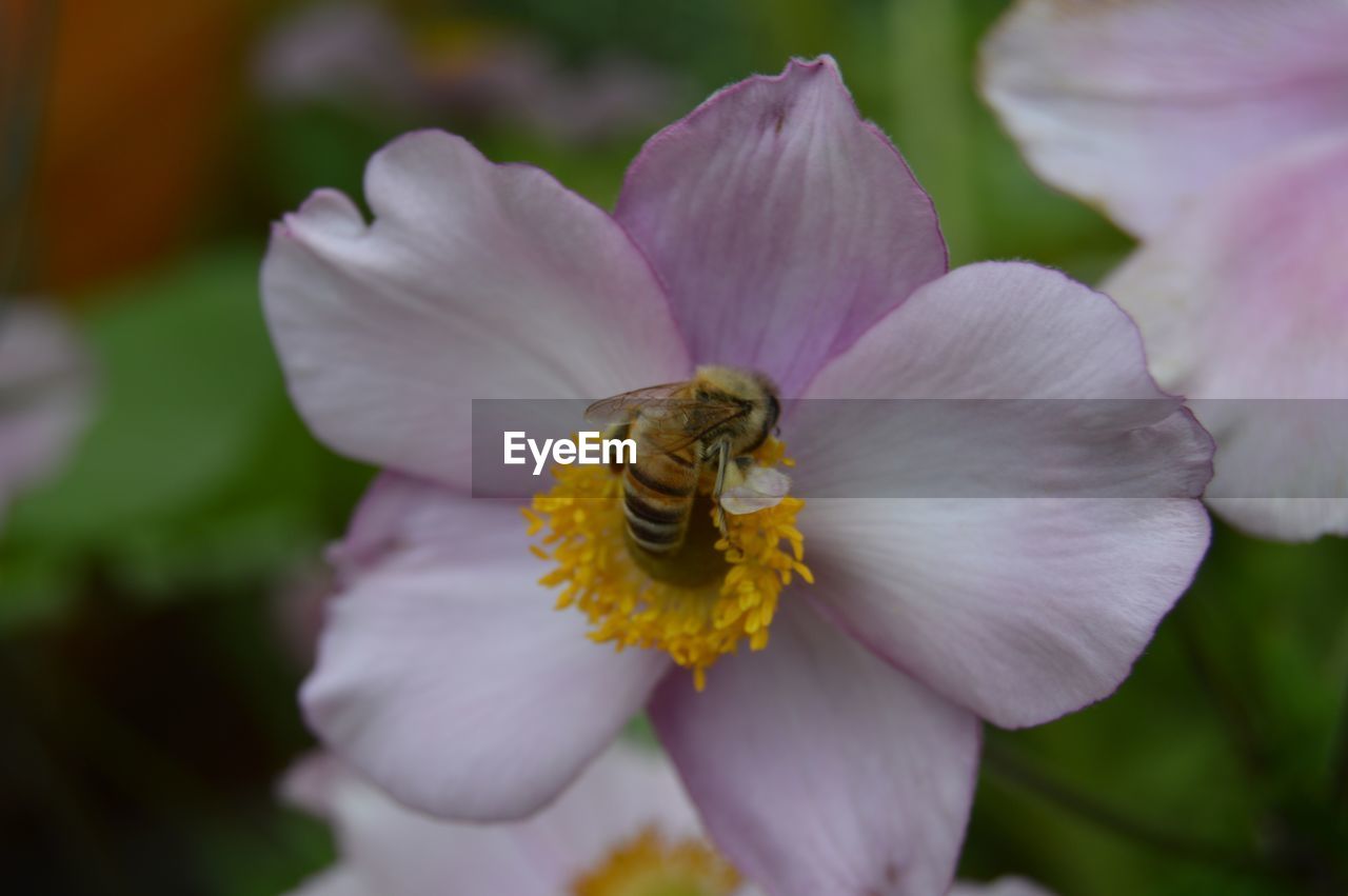 CLOSE-UP OF INSECT POLLINATING ON FLOWER