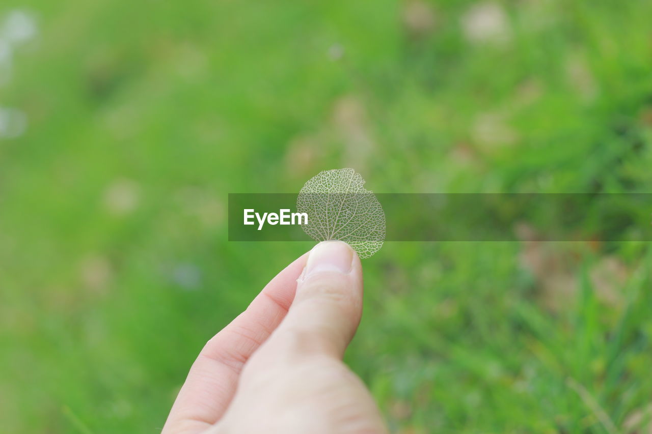 Cropped image of hand holding leaf