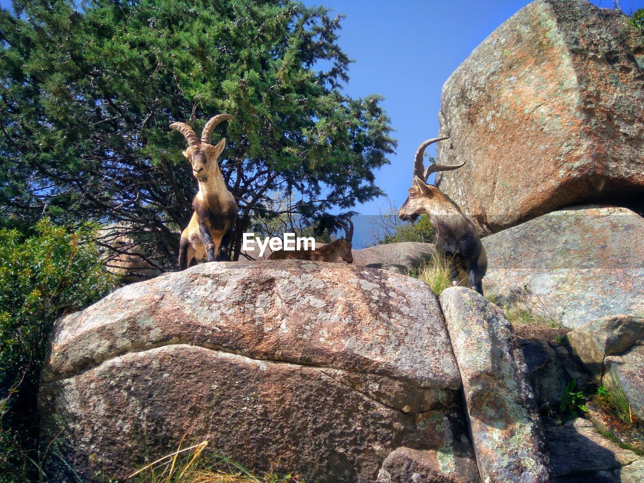 Three mountain goats on rocks