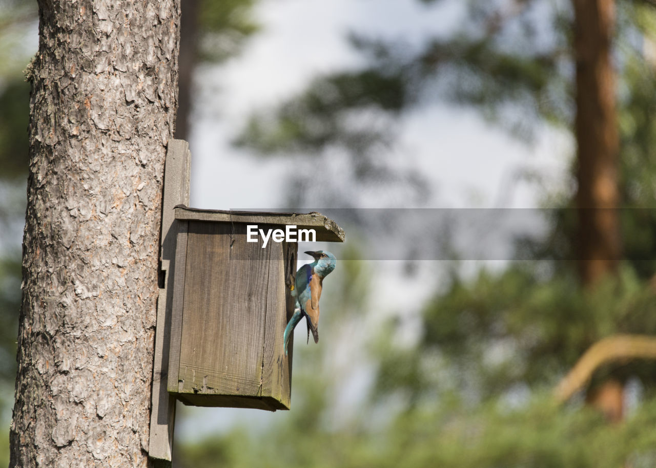 Roller on birdhouse attached to tree