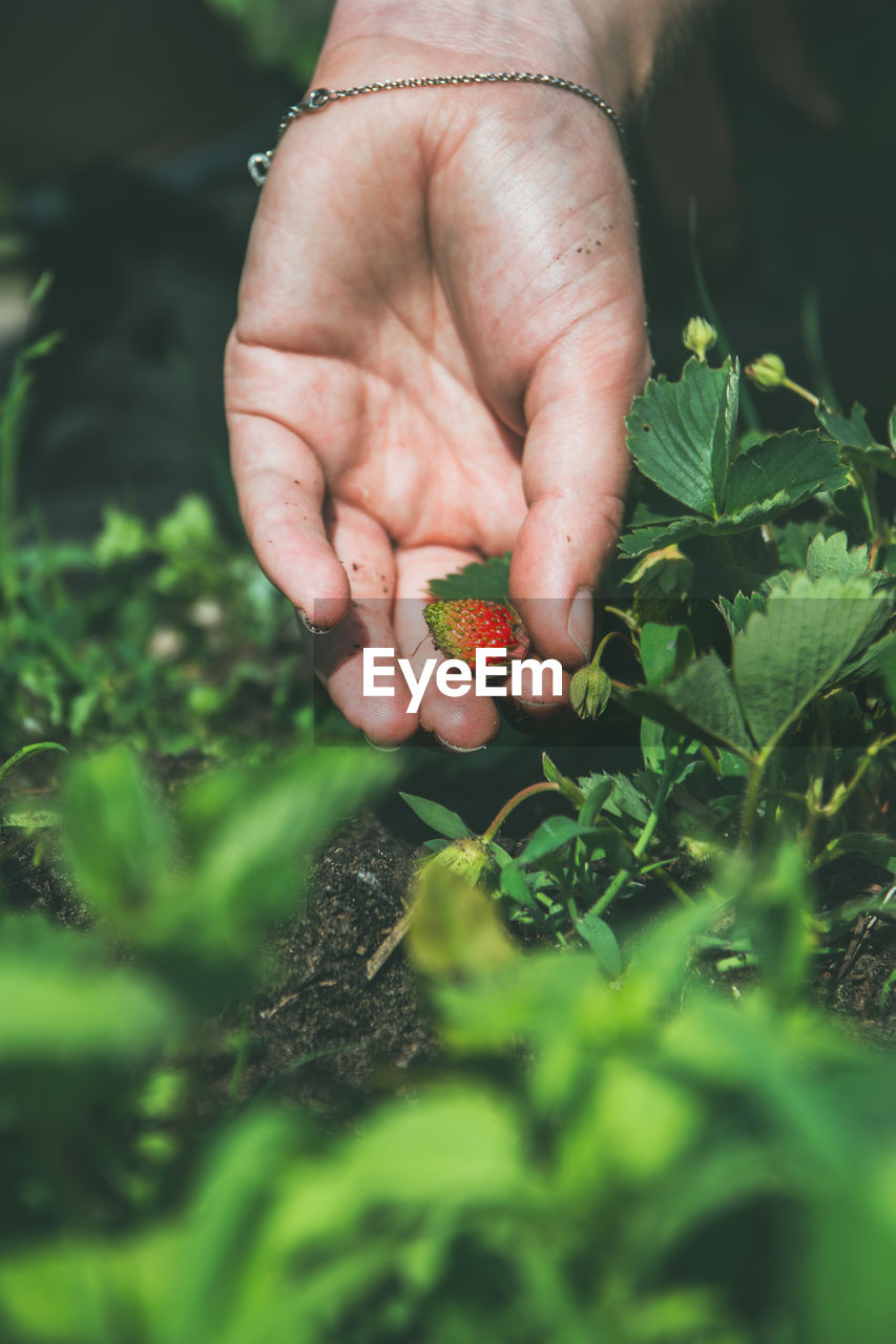 Cropped hand picking strawberry in garden