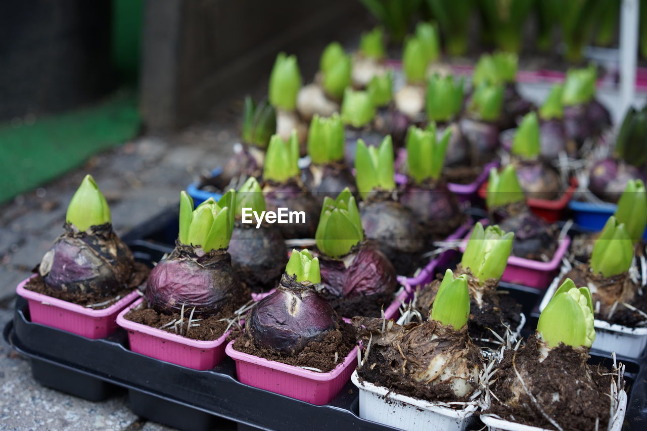 Plants in seedling trays for sale