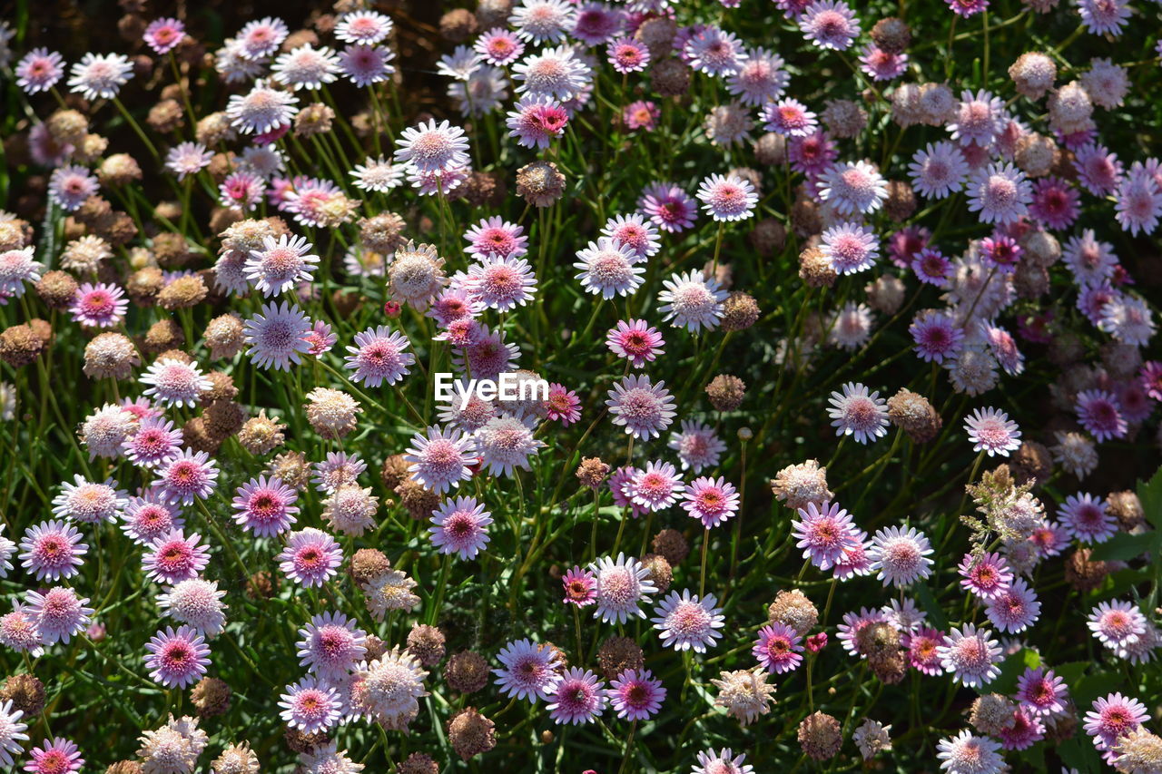 Close-up of purple flowers