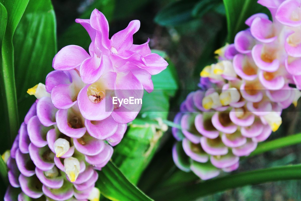 Close-up of pink flowering plant