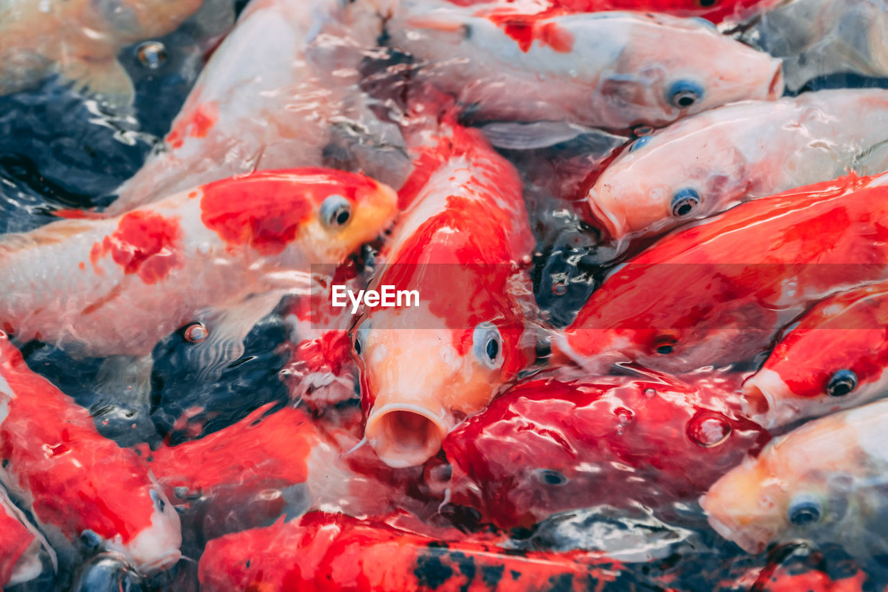 FULL FRAME SHOT OF KOI CARPS IN POND