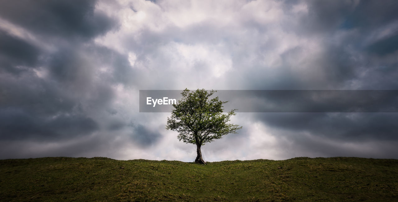 Single tree on field against sky