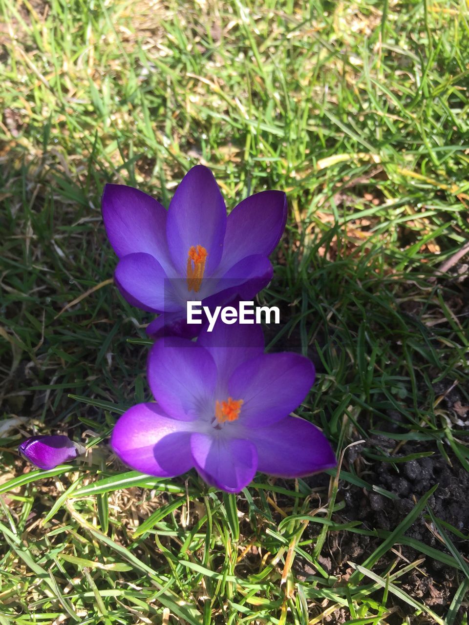 CLOSE-UP OF PURPLE CROCUS FLOWERS GROWING IN FIELD