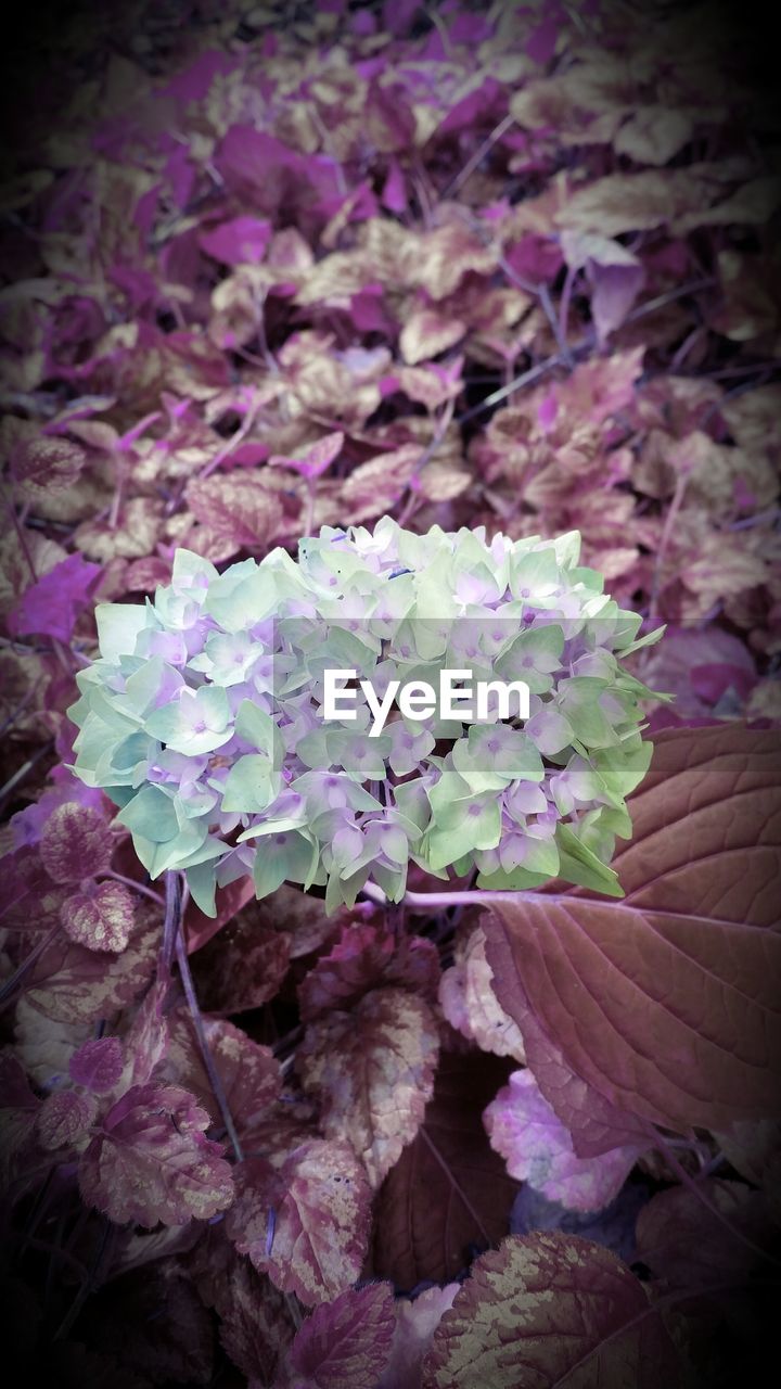 CLOSE-UP OF PURPLE FLOWERS BLOOMING IN PLANT