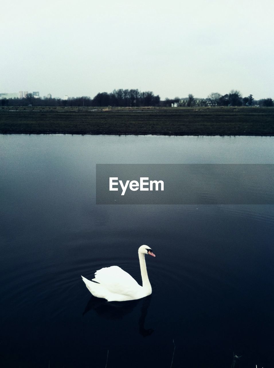 Swan floating on lake