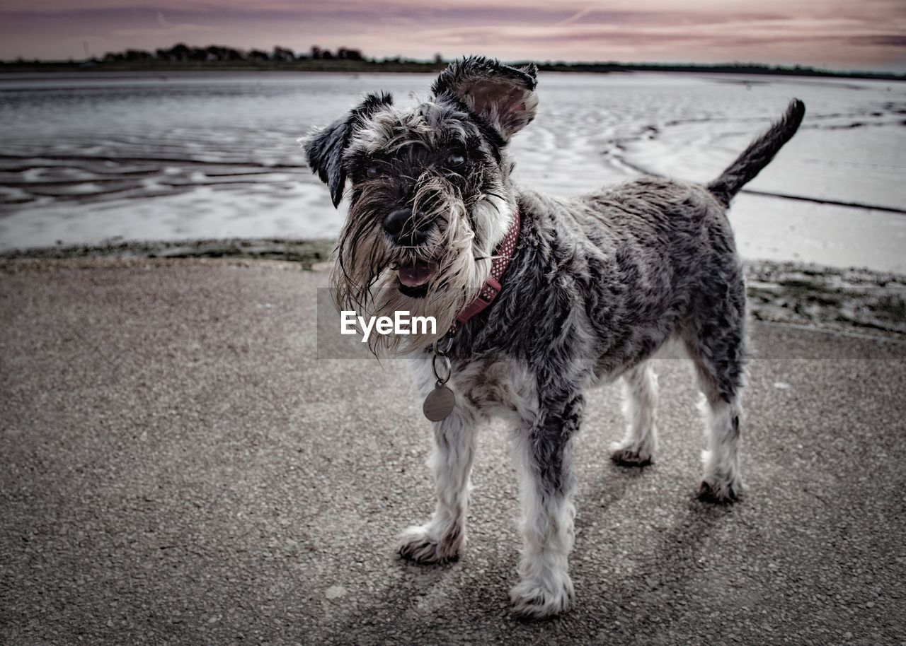 Dog on beach