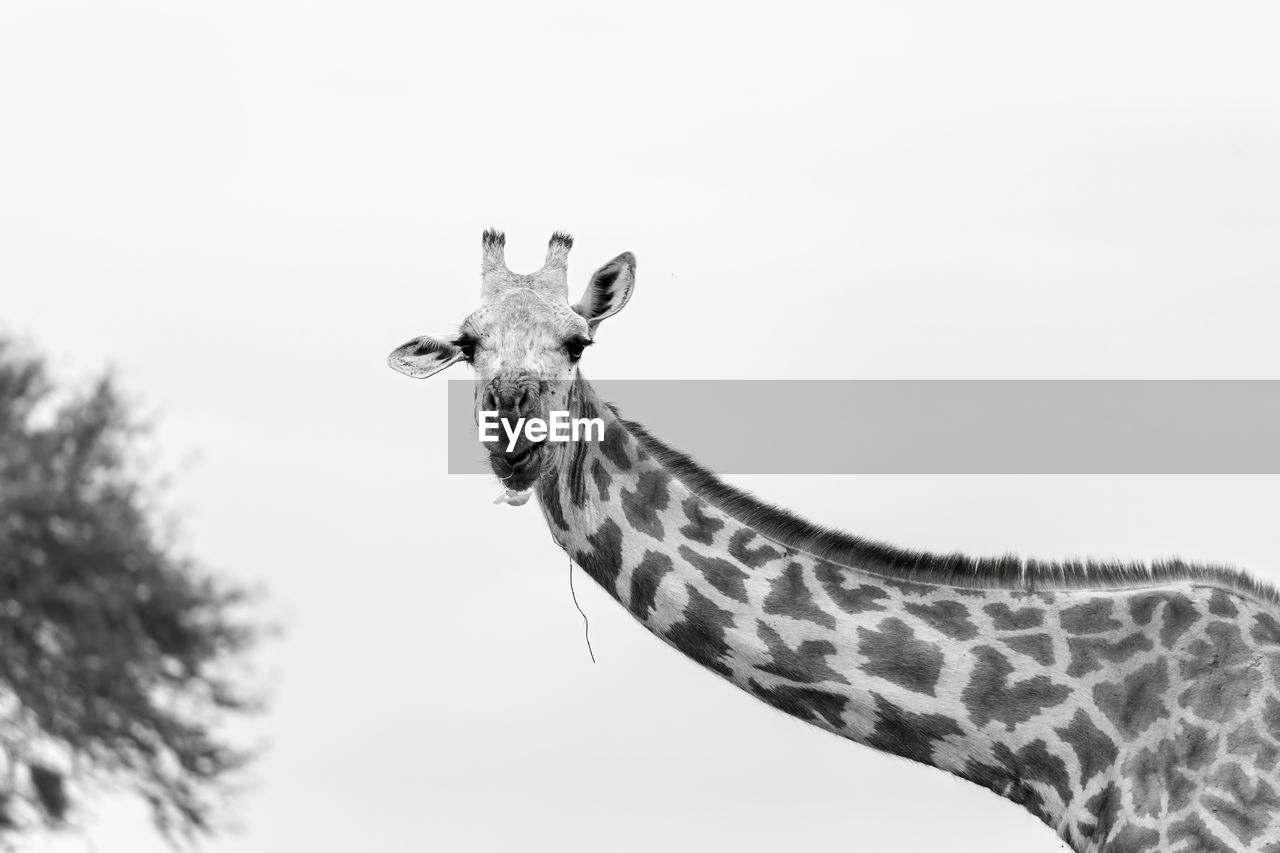 Curious giraffe looking at camera against clear sky