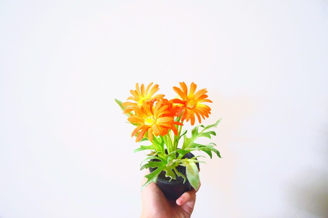 Close-up of hand holding orange flowering plant over white background