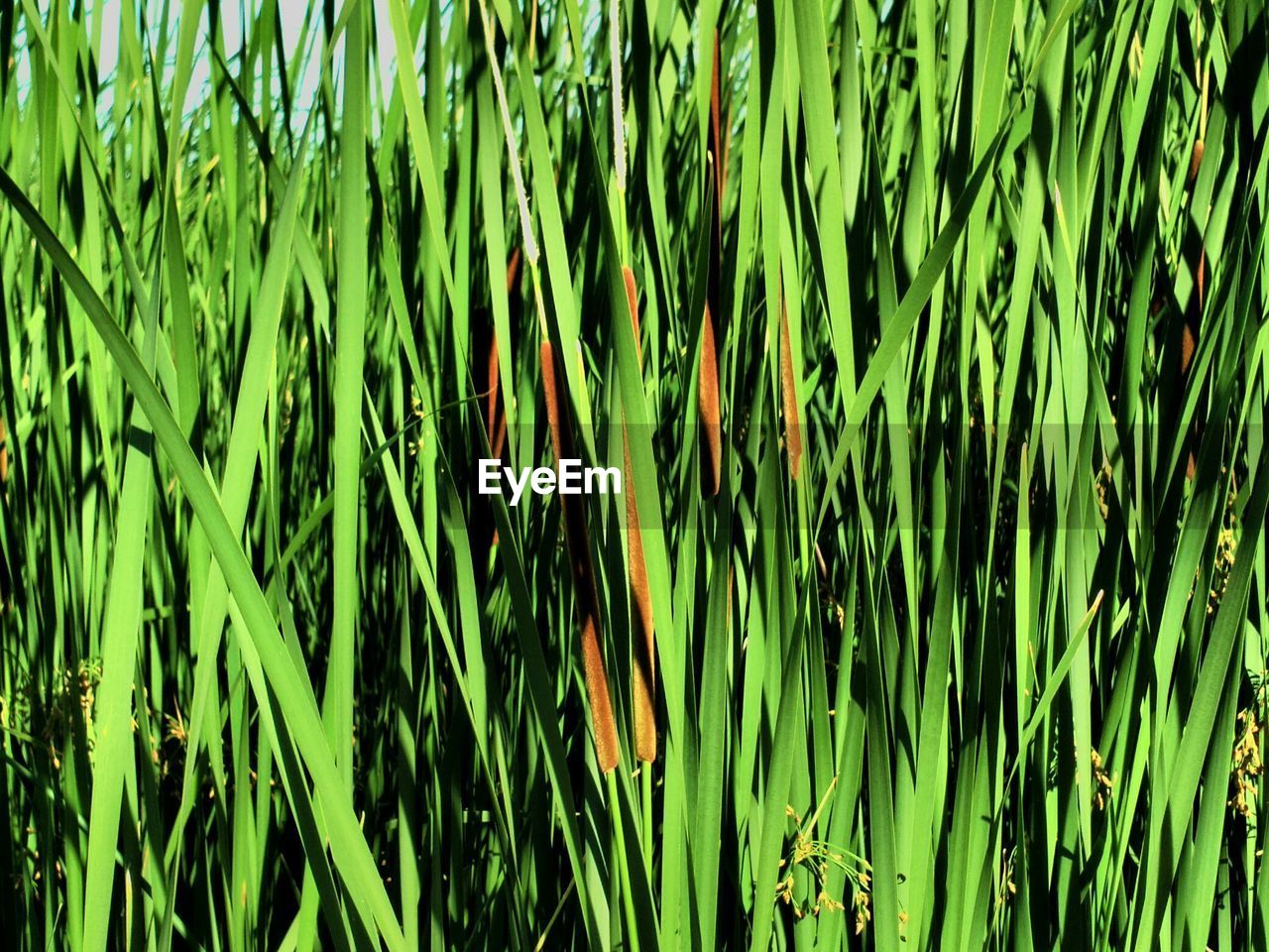 CLOSE-UP OF GRASS GROWING OUTDOORS