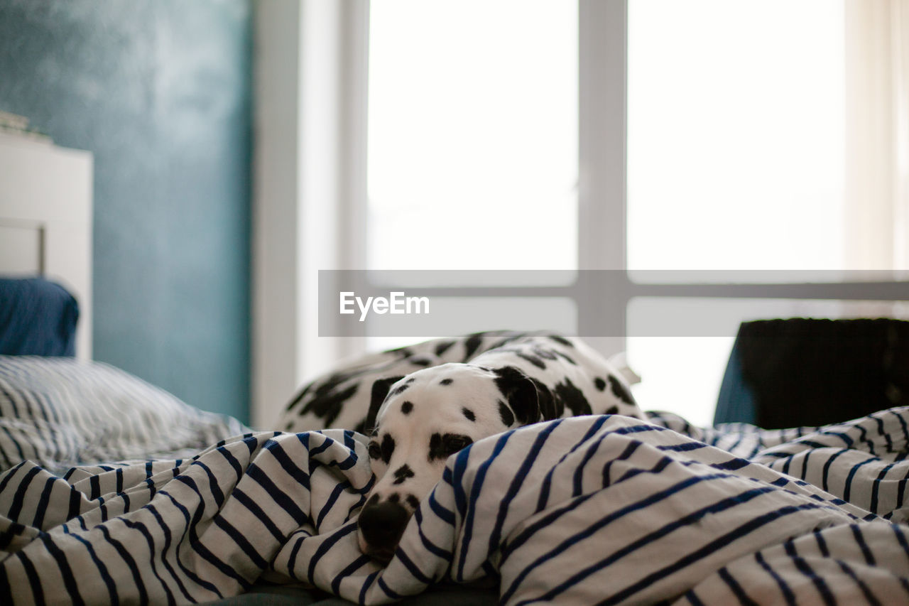 Dog resting on bed at home