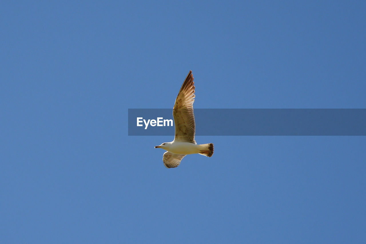 LOW ANGLE VIEW OF SEAGULL FLYING AGAINST CLEAR SKY