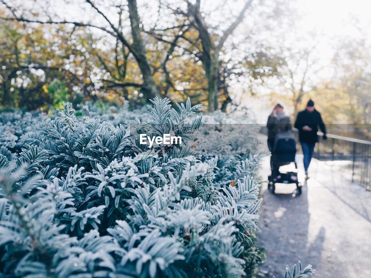 Close-up of frozen plant by couple walking with baby stroller on footpath