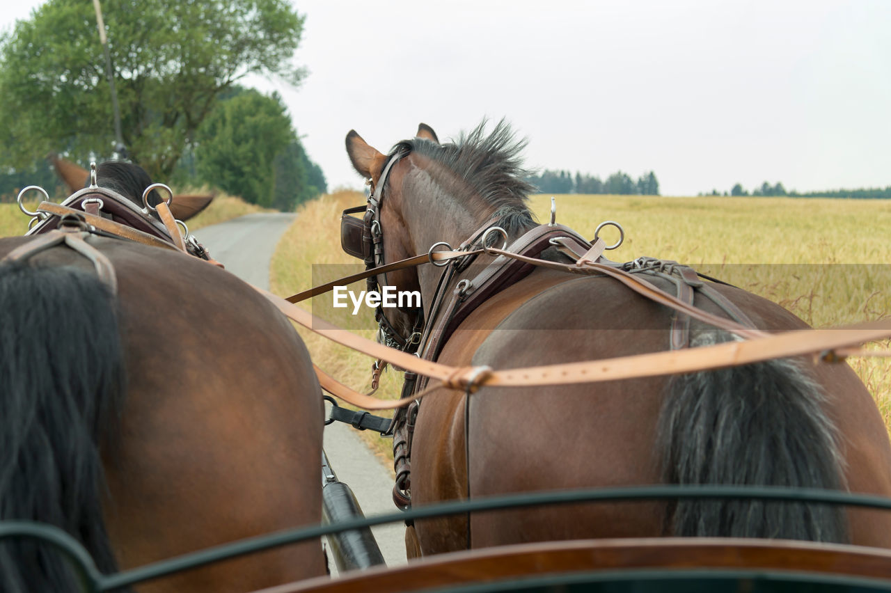 Horses breed saxon thuringian heavy warm blood pull. horses are relaxed.