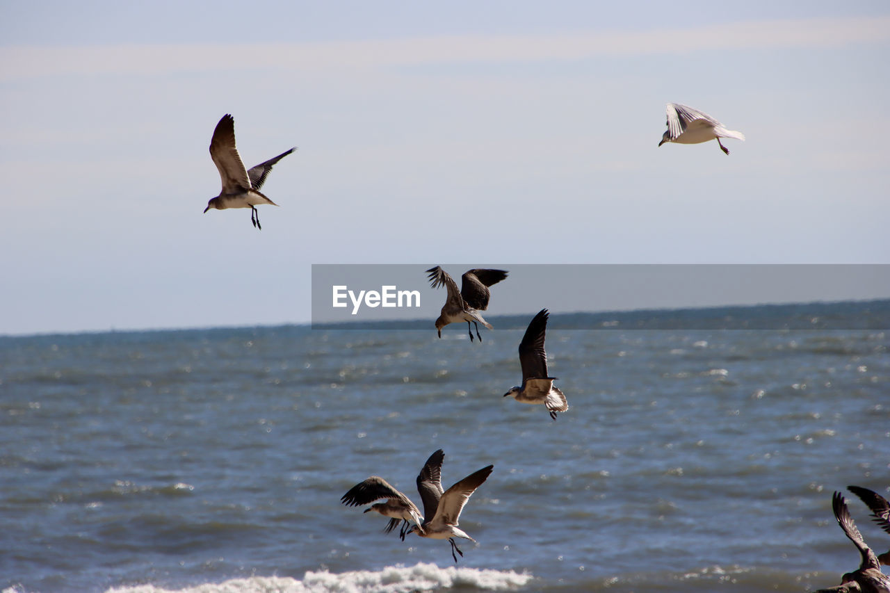 SEAGULLS FLYING OVER SEA AGAINST SKY