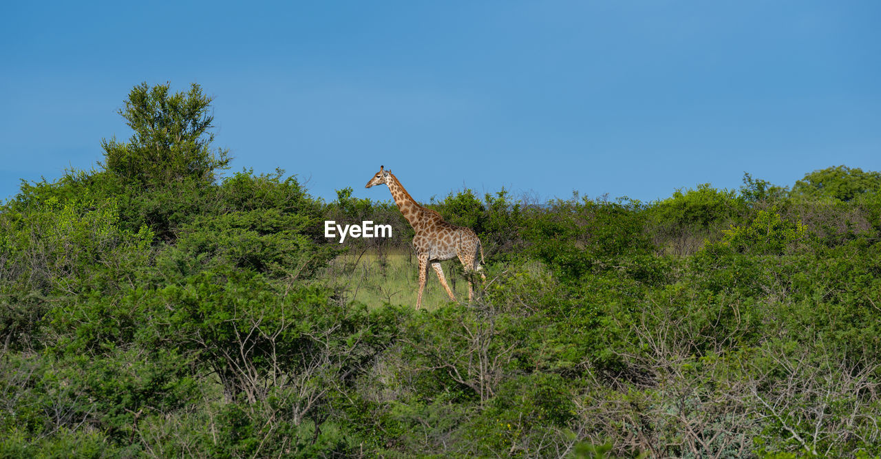 Giraffe in the nature reserve in hluhluwe national park south africa