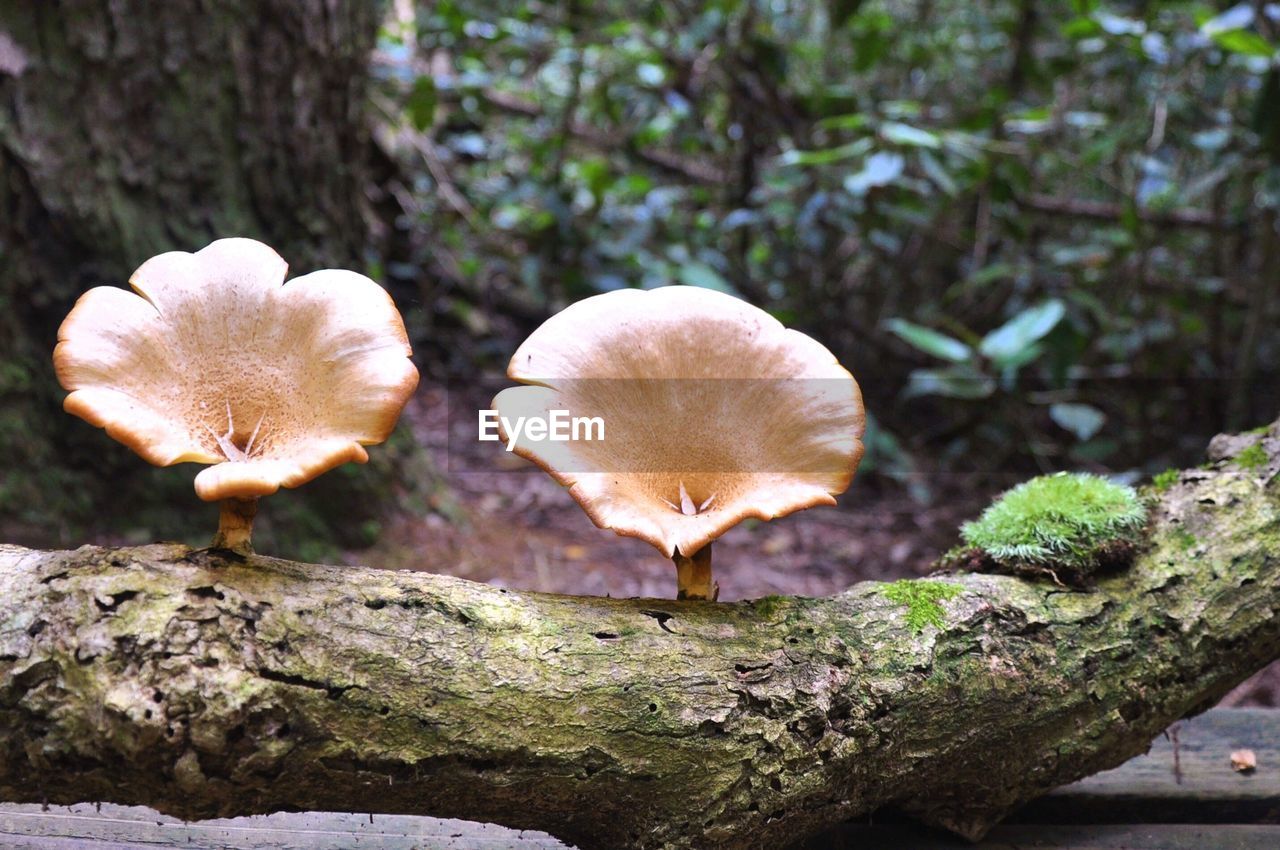 CLOSE-UP OF MUSHROOMS GROWING ON ROCK