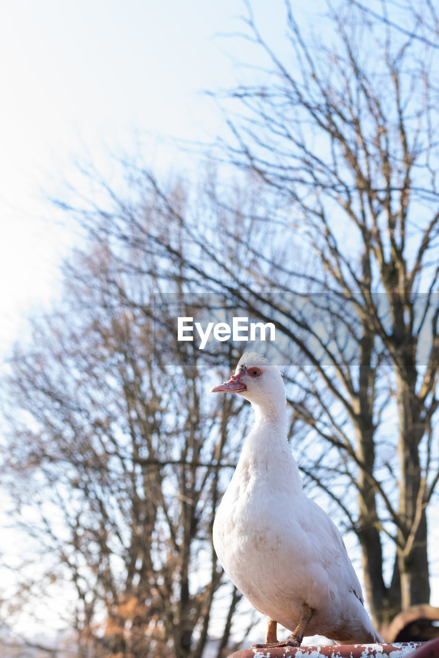 LOW ANGLE VIEW OF SEAGULL ON BRANCH