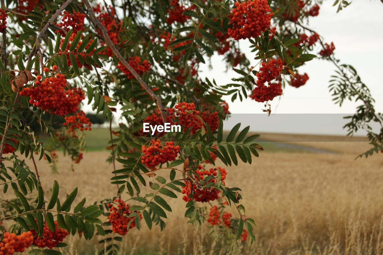 RED BERRIES ON TREE