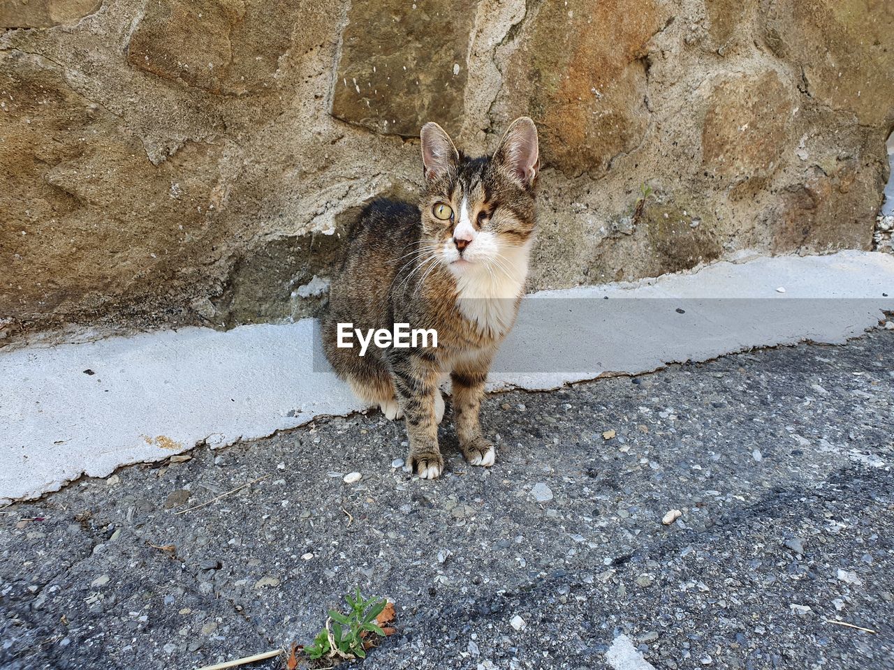 PORTRAIT OF CAT SITTING ON WALL OUTDOORS