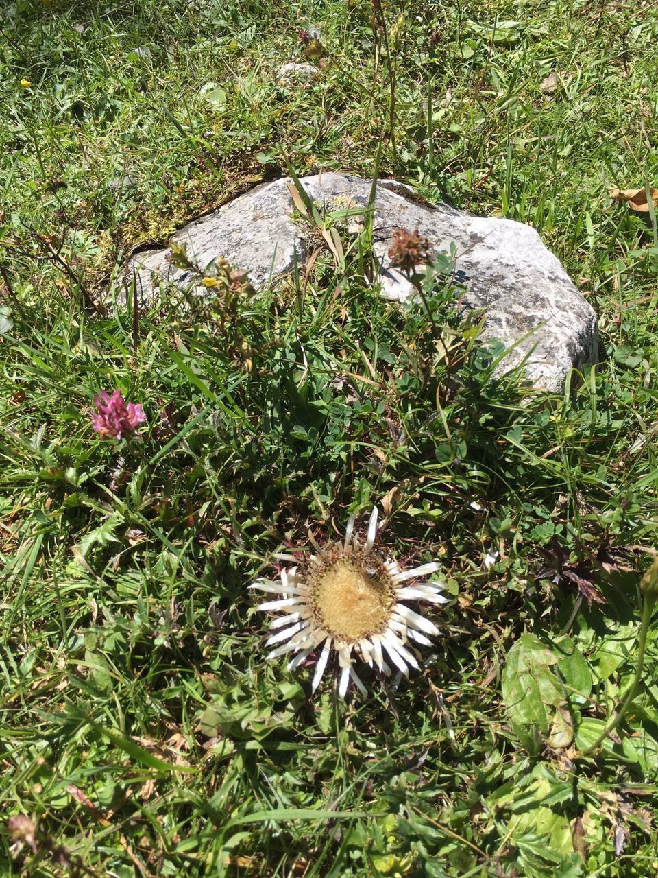 CLOSE-UP OF PLANT GROWING OUTDOORS