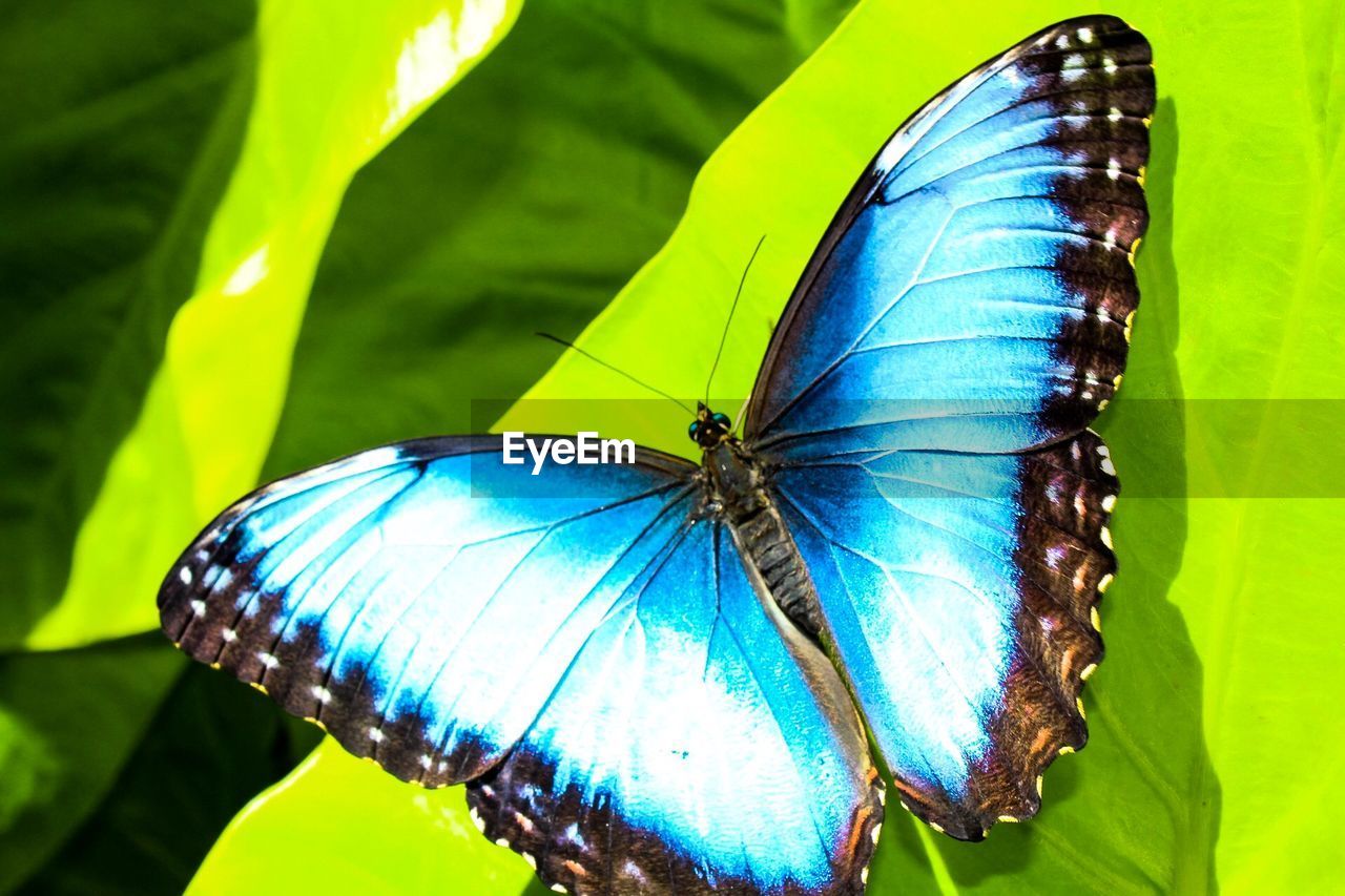 CLOSE-UP OF BUTTERFLY ON PLANT