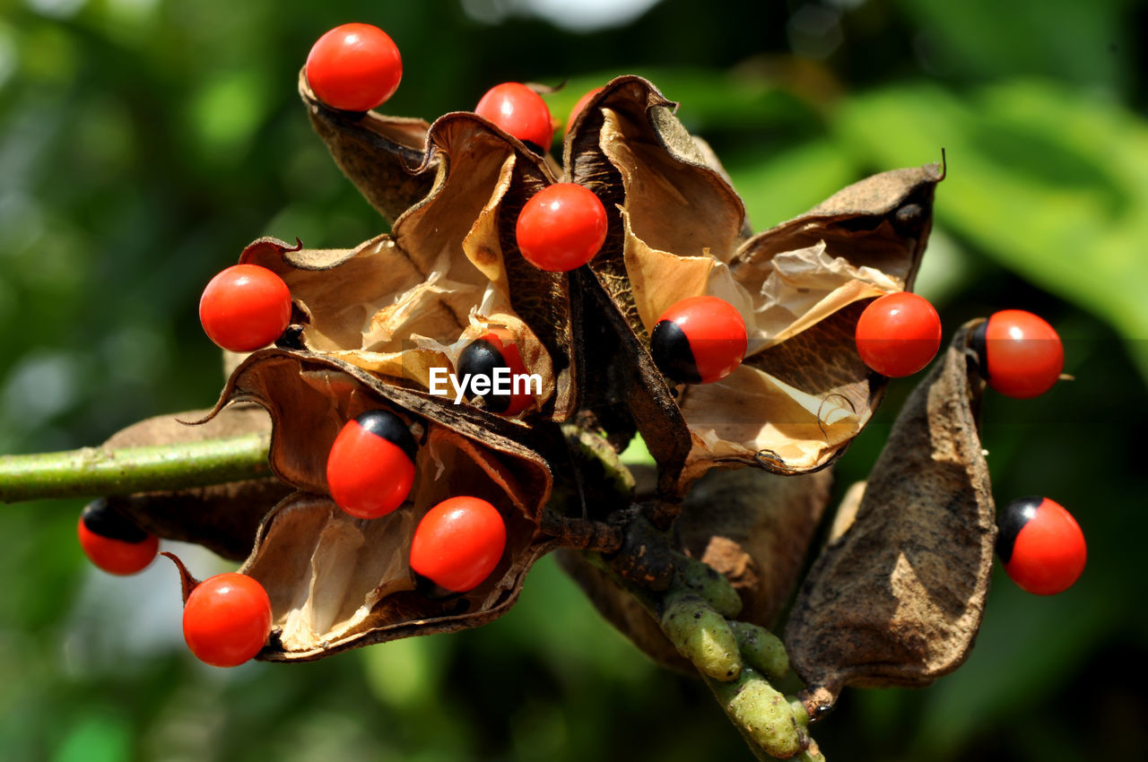macro photography, fruit, food, food and drink, healthy eating, flower, plant, nature, rose hip, produce, tree, branch, close-up, red, leaf, focus on foreground, no people, insect, freshness, outdoors, day, wellbeing, growth, autumn, plant part