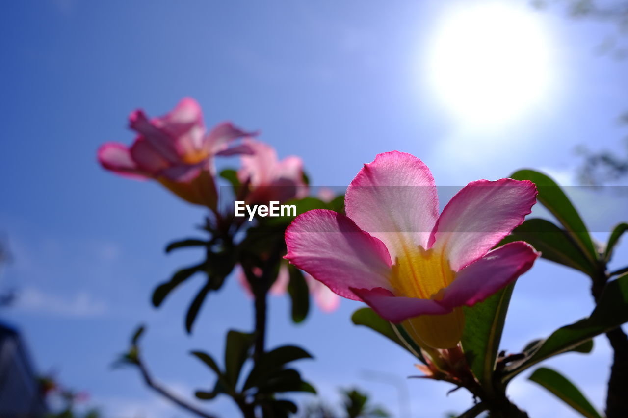 Close-up of pink flowering plant against sky