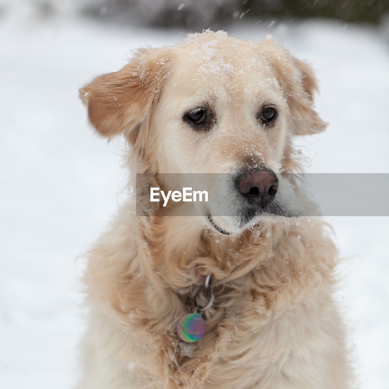 CLOSE-UP PORTRAIT OF DOG IN SNOW