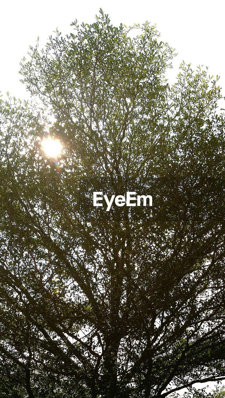 LOW ANGLE VIEW OF TREES ON SUNNY DAY