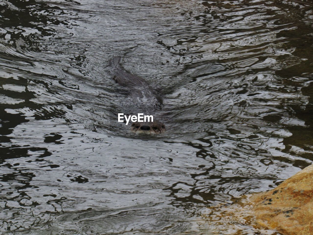 CLOSE-UP OF DUCKS SWIMMING IN WATER