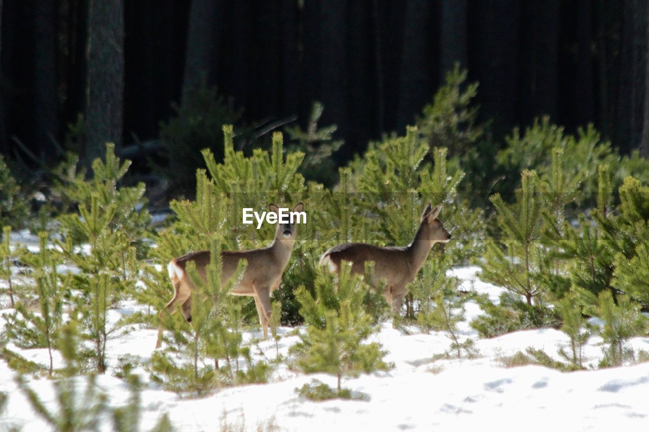 VIEW OF DEER IN FOREST