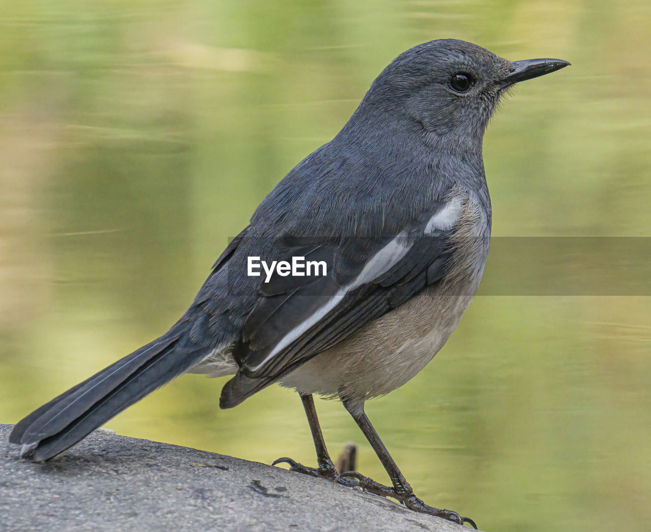animal themes, animal, bird, animal wildlife, wildlife, one animal, beak, perching, no people, full length, blackbird, black, close-up, nature, songbird, day, outdoors, side view, focus on foreground