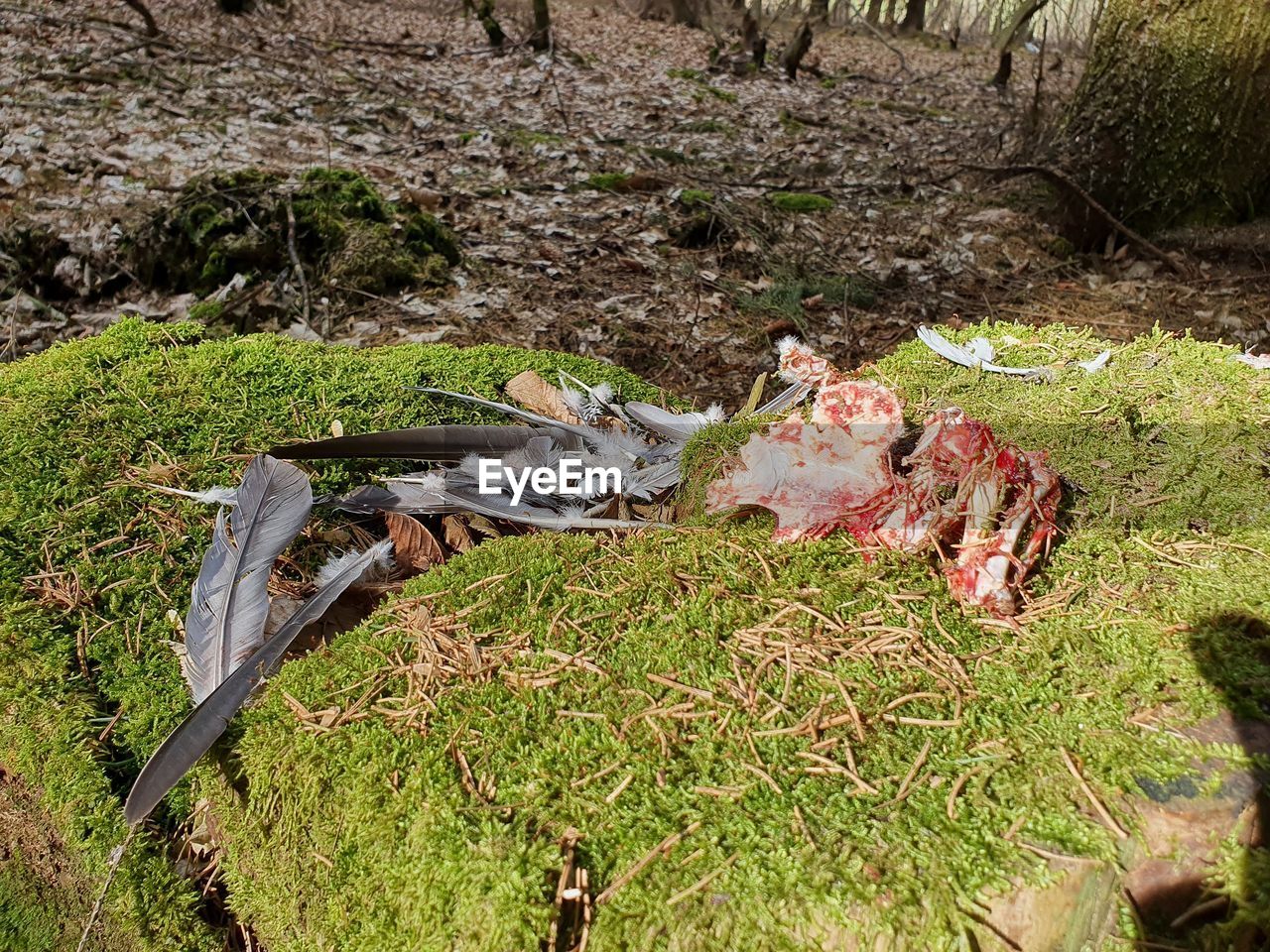 HIGH ANGLE VIEW OF A HORSE ON FIELD