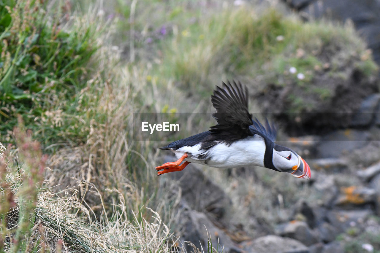 Wild puffins on iceland in summer