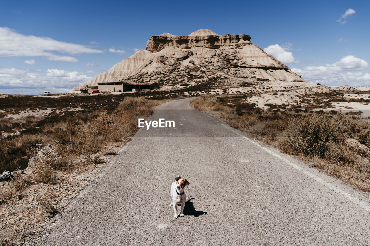 Spain, navarre, small dog standing in middle of empty road in bardenas reales