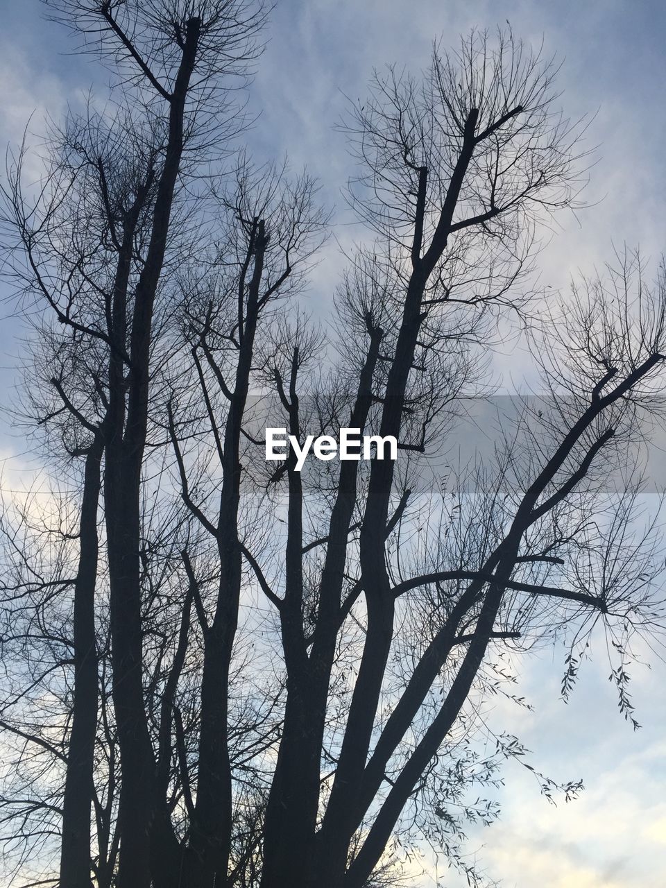 LOW ANGLE VIEW OF BARE TREES AGAINST SKY