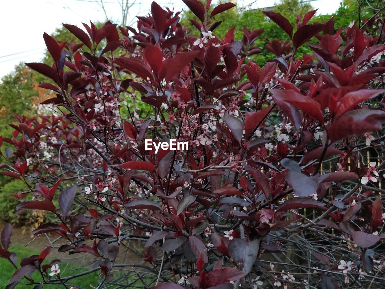 CLOSE-UP OF TREES