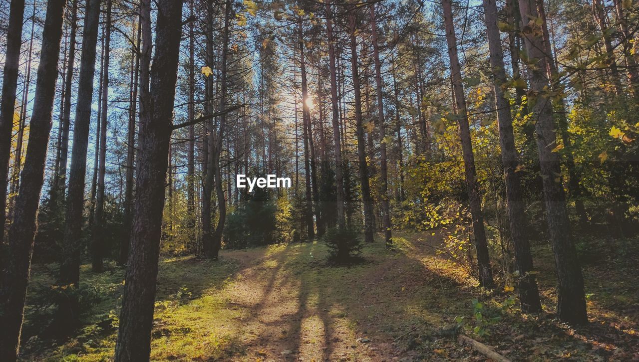 Trees growing in forest against sky